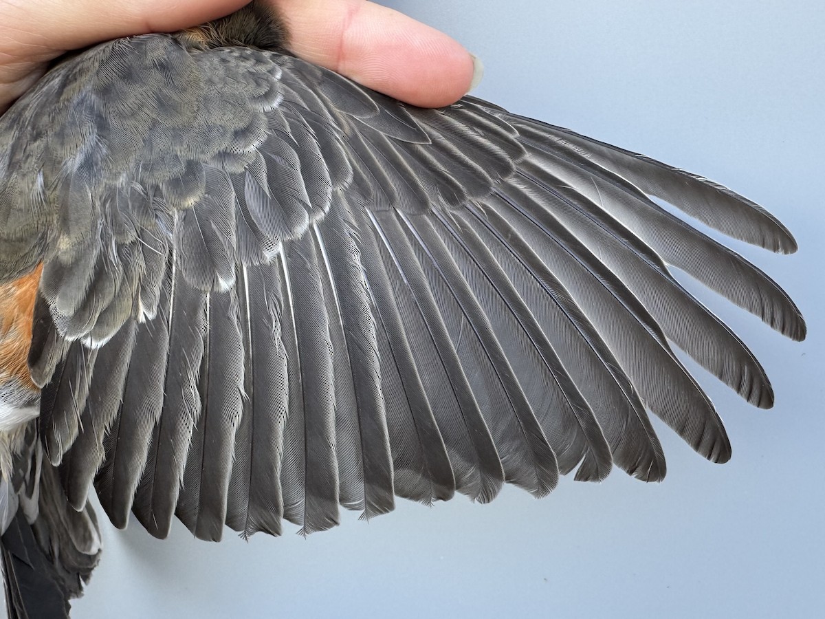 Zozo papargorria [migratorius Taldekoa] - ML645976787