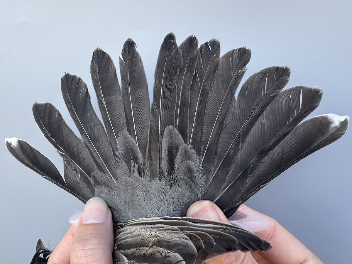 Zozo papargorria [migratorius Taldekoa] - ML645976788