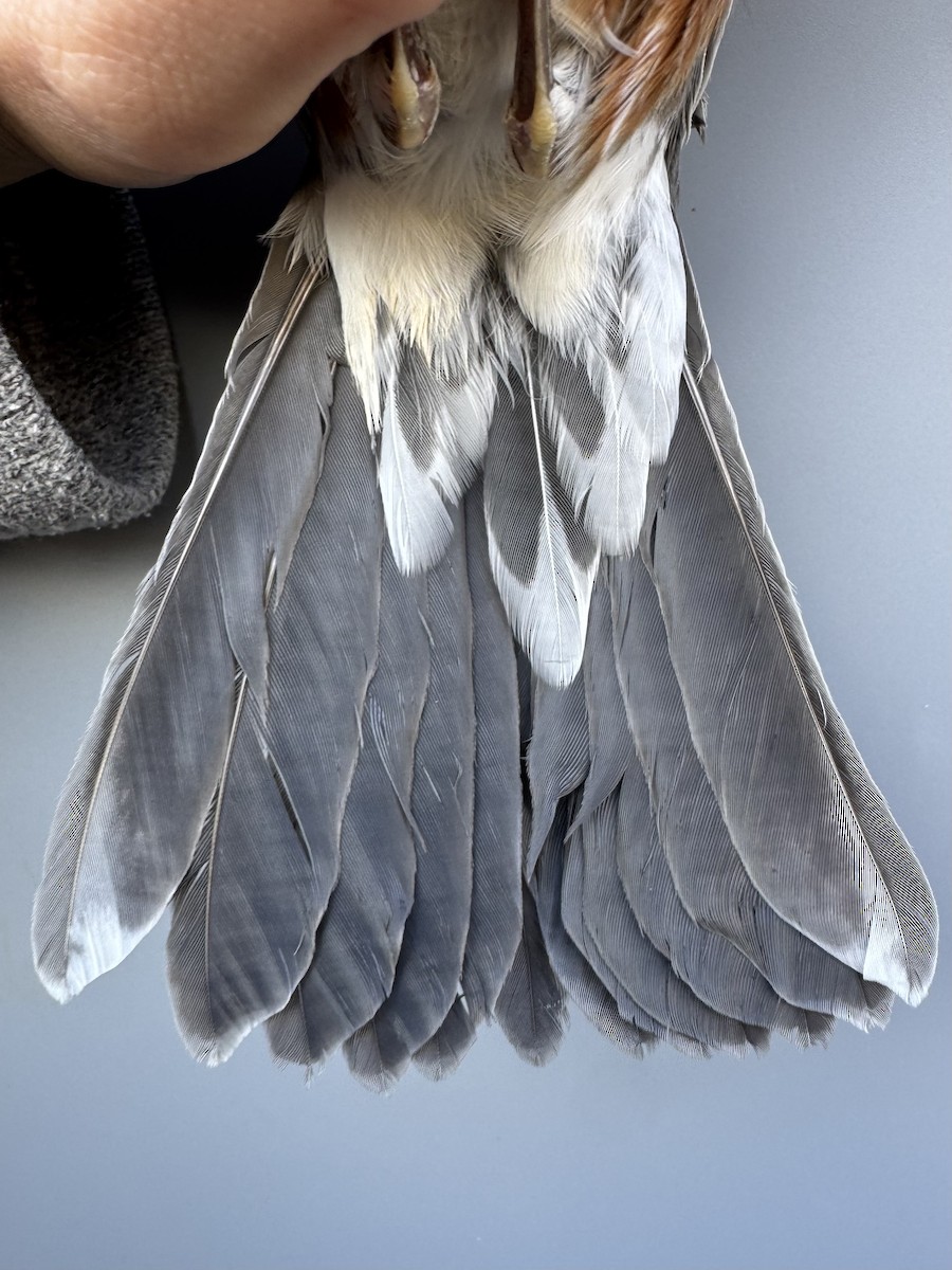 Zozo papargorria [migratorius Taldekoa] - ML645976789