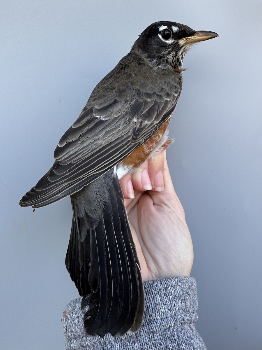 Zozo papargorria [migratorius Taldekoa] - ML645976790