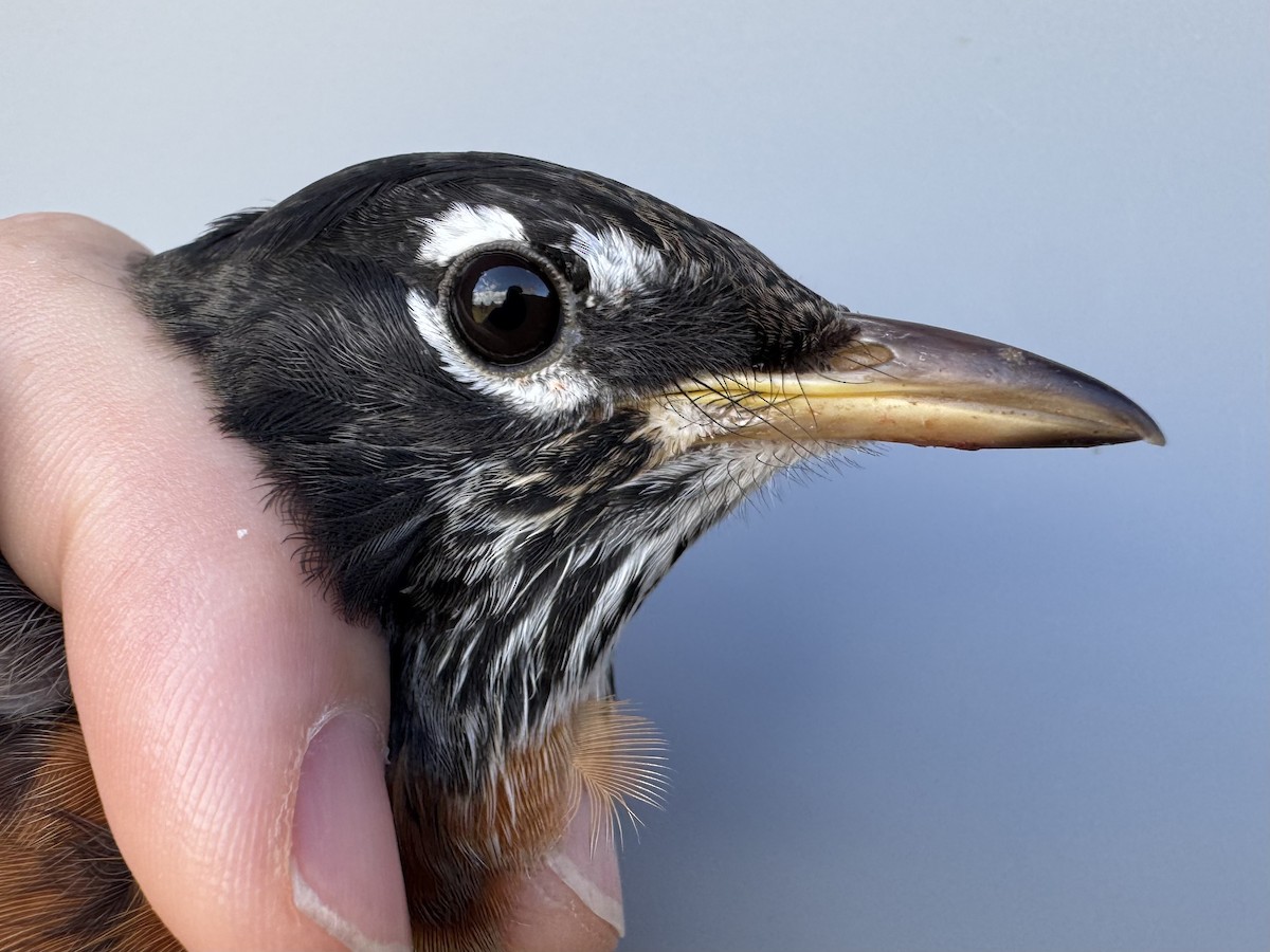 Zozo papargorria [migratorius Taldekoa] - ML645976791