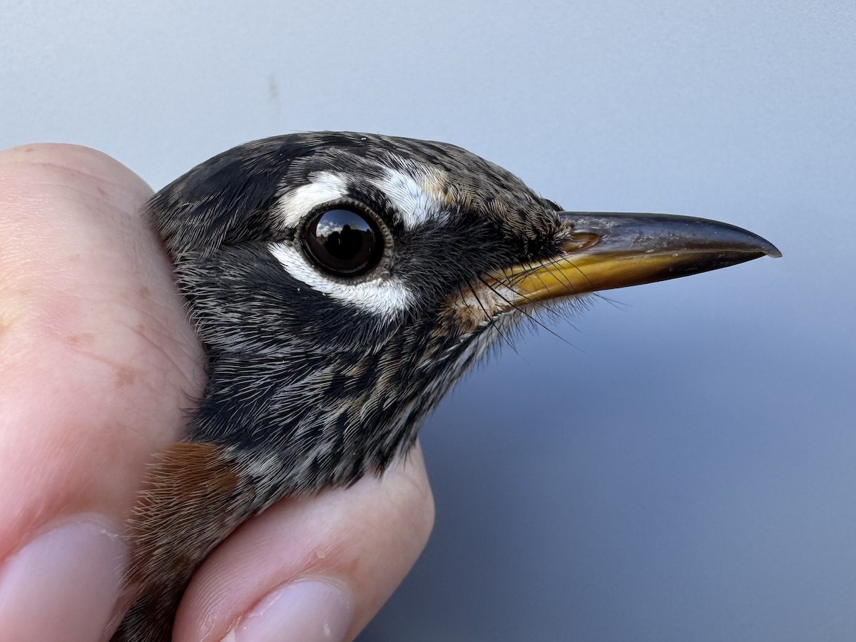 Zozo papargorria [migratorius Taldekoa] - ML645976792