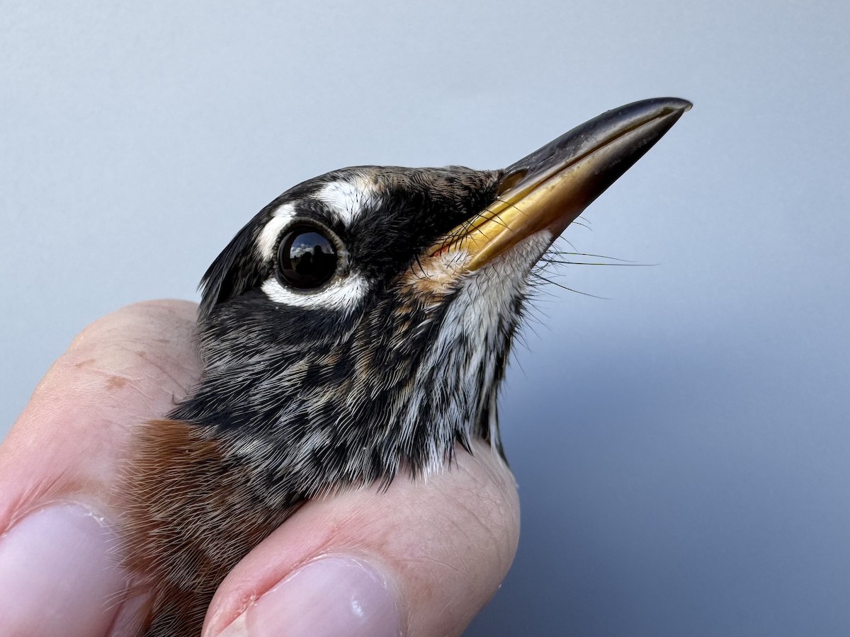 Zozo papargorria [migratorius Taldekoa] - ML645976793