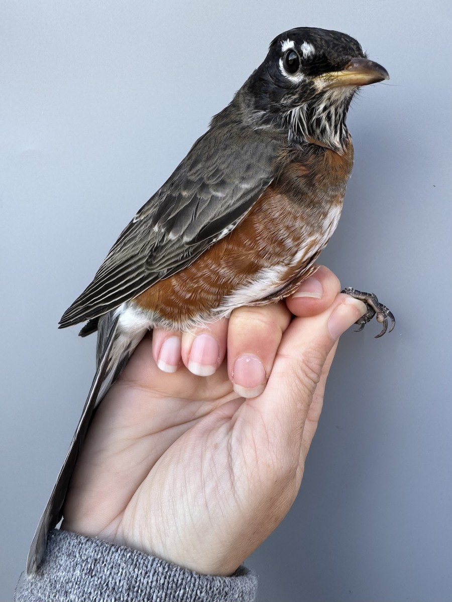 Zozo papargorria [migratorius Taldekoa] - ML645976794