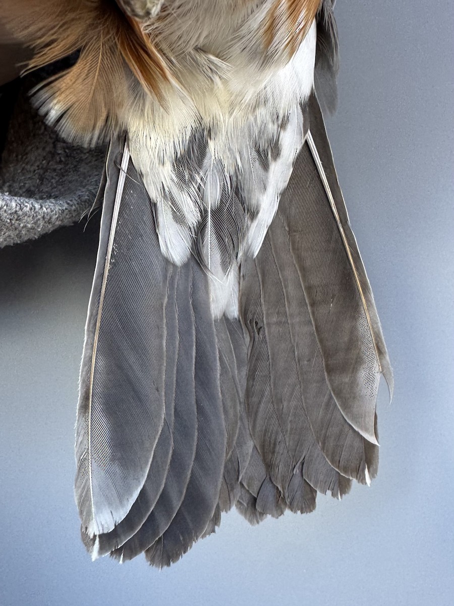 Zozo papargorria [migratorius Taldekoa] - ML645976795