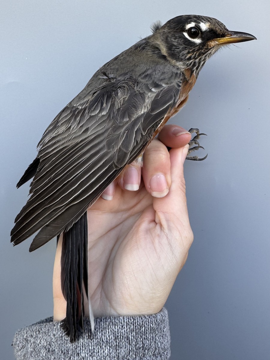 Zozo papargorria [migratorius Taldekoa] - ML645976796