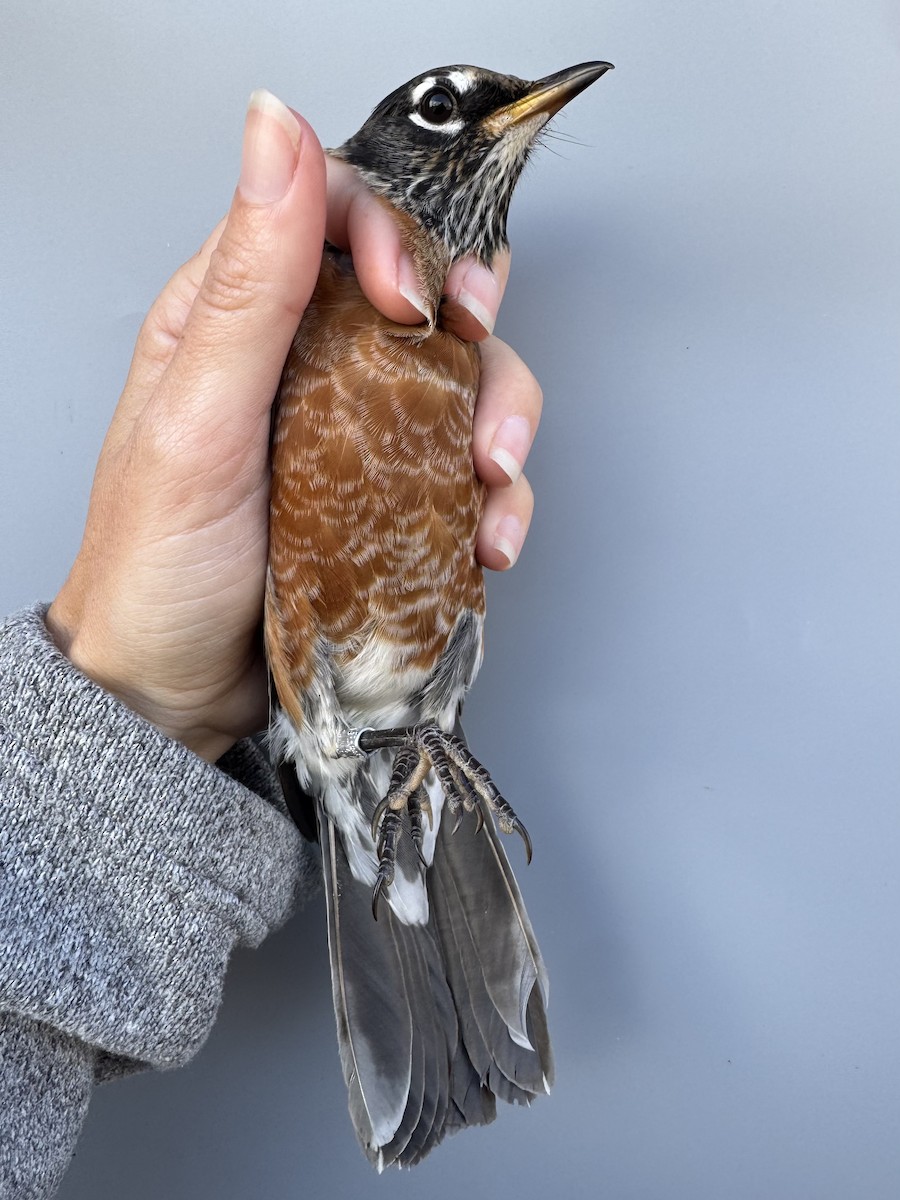 Hermit Thrush (faxoni/crymophilus) - ML645976797