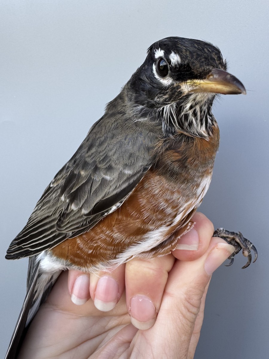 Hermit Thrush (faxoni/crymophilus) - ML645976798