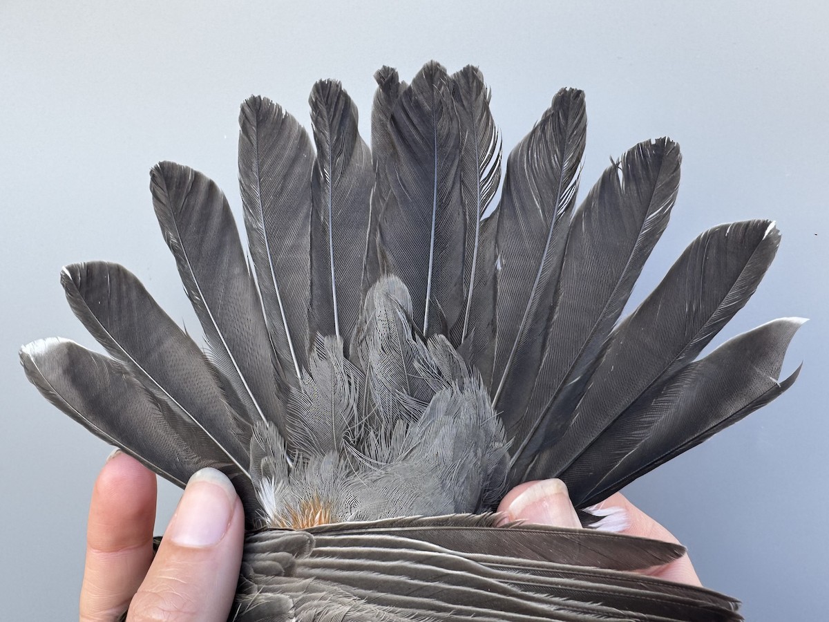 Hermit Thrush (faxoni/crymophilus) - ML645976799