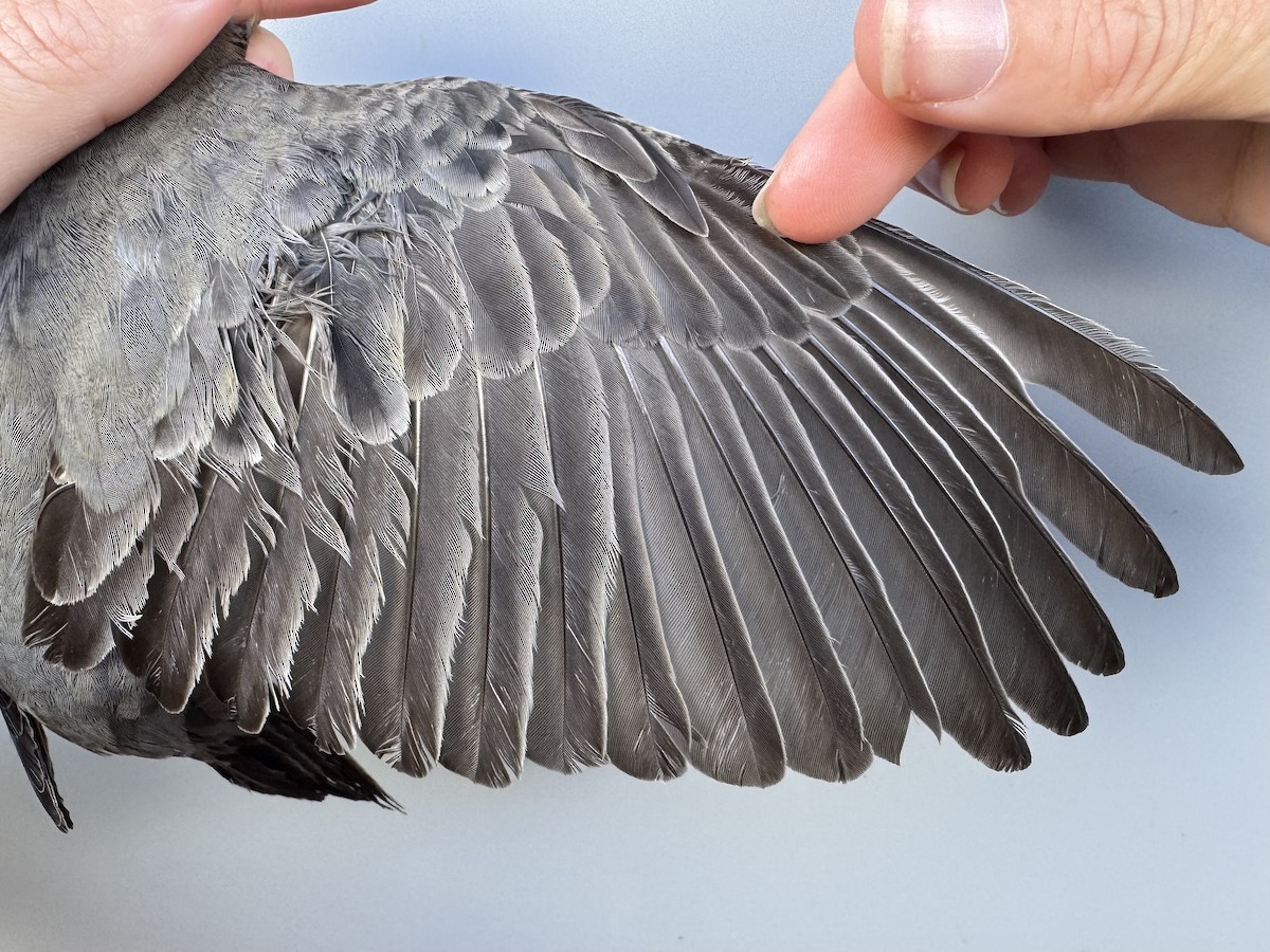 Hermit Thrush (faxoni/crymophilus) - ML645976800