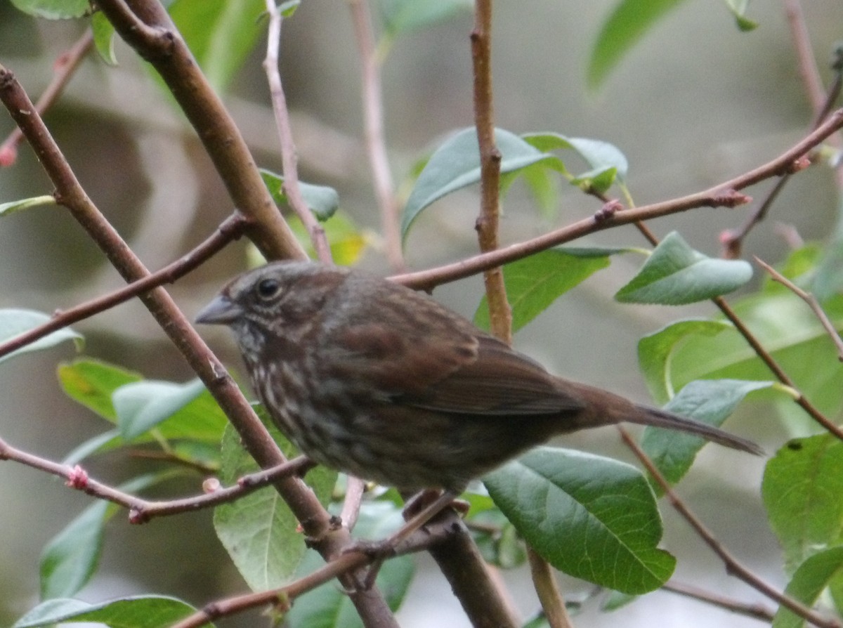 Song Sparrow - ML645976802