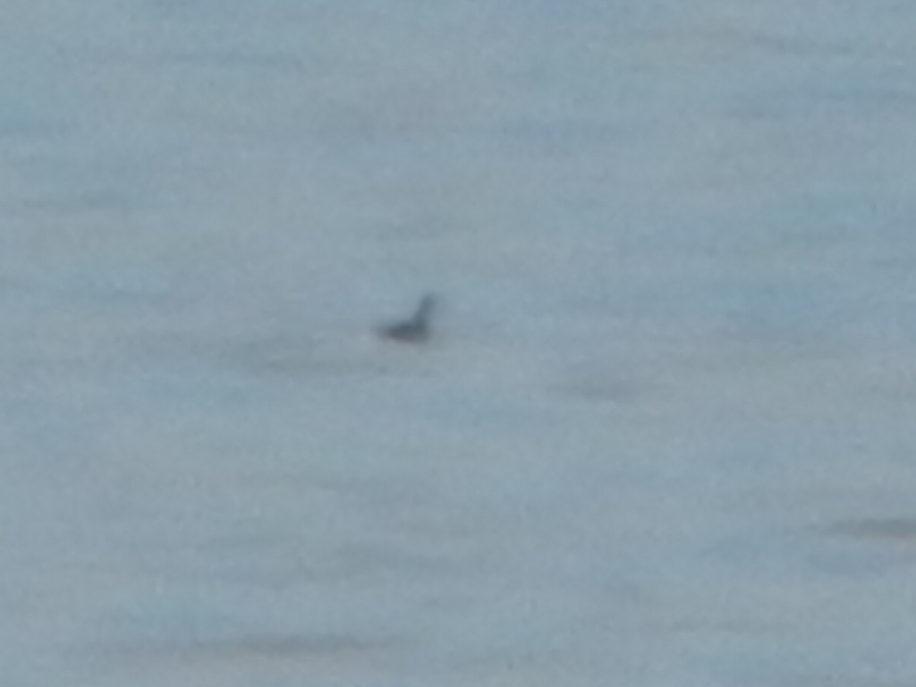 polarsvømmesnipe - ML645976803