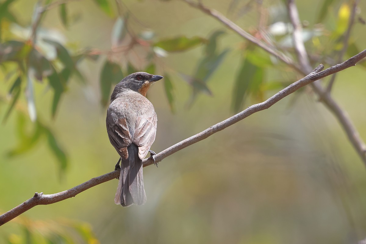 Gilbert's Whistler - ML645976805