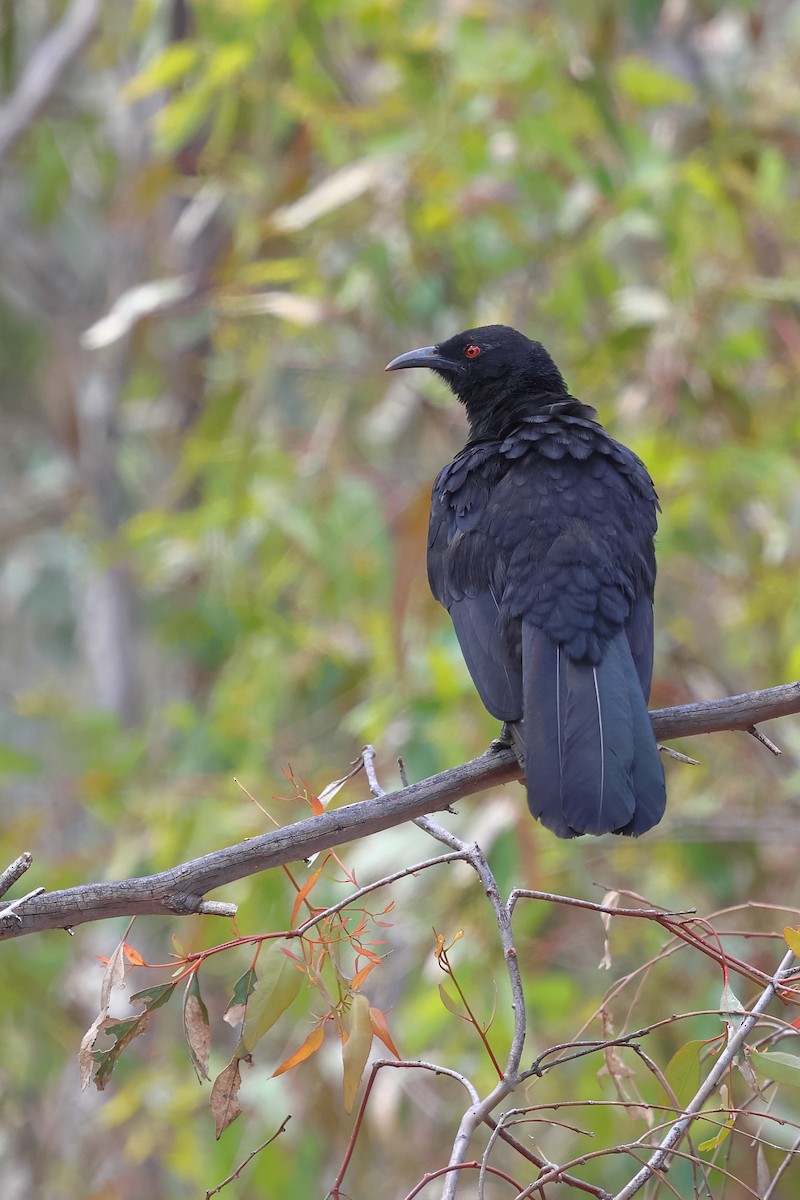 White-winged Chough - ML645976806