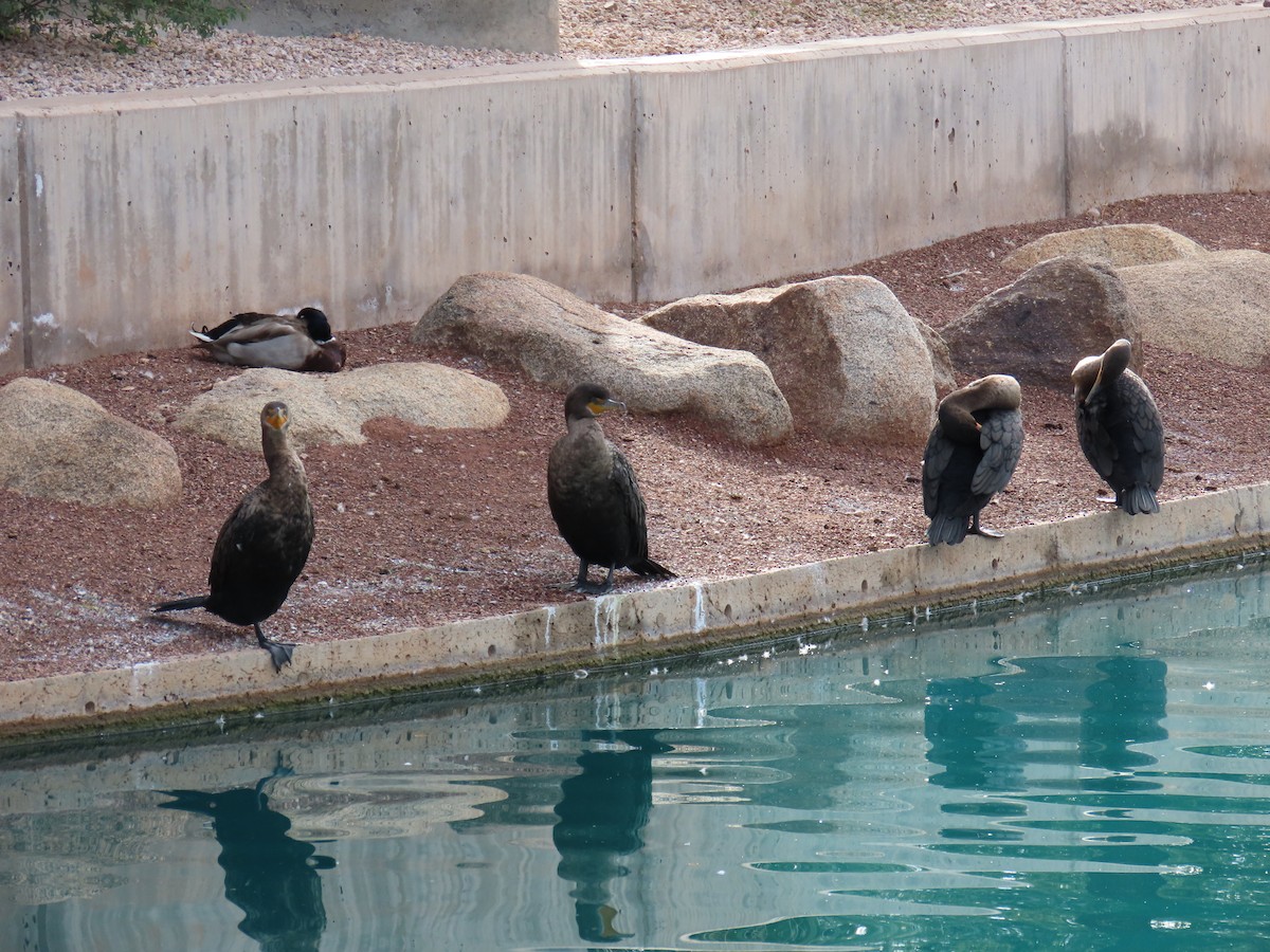 Double-crested Cormorant - ML645976807