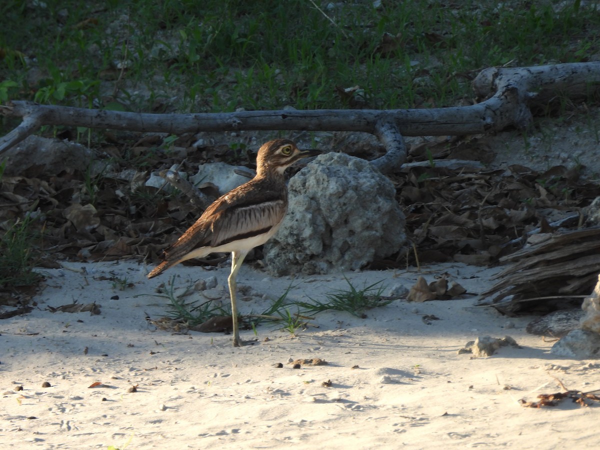 Water Thick-knee - ML645976808