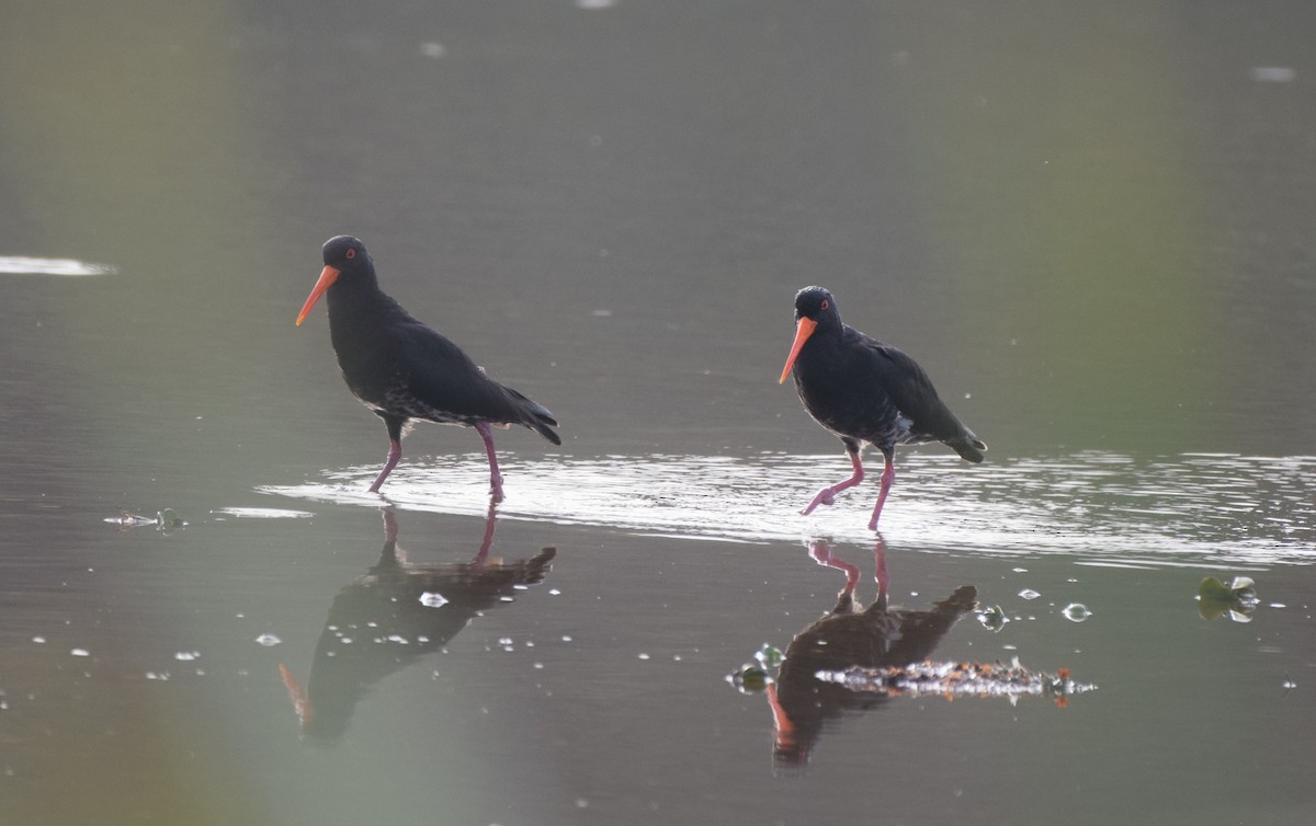 Variable Oystercatcher - ML645976809