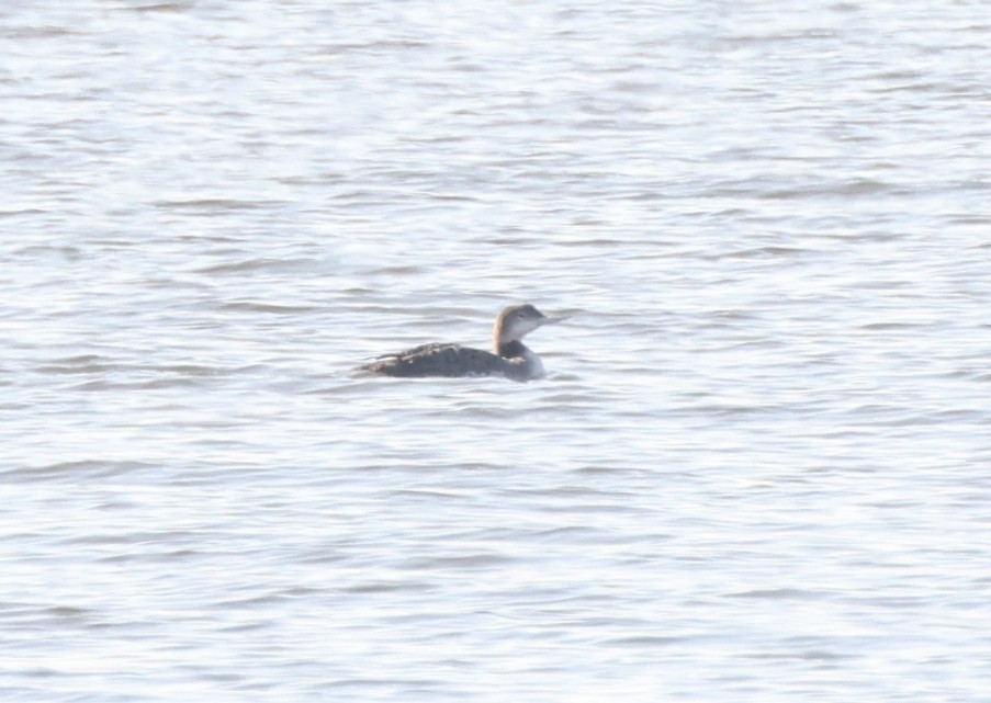 Red-throated Loon - ML645976810