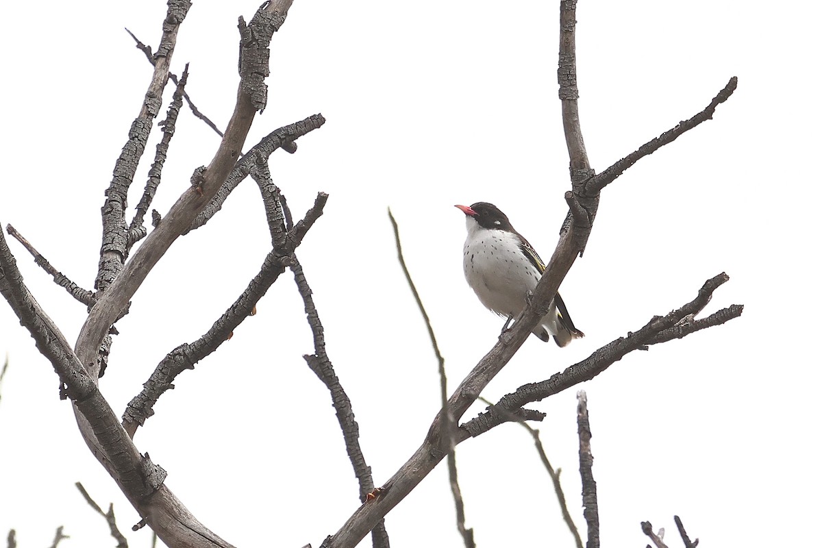 Painted Honeyeater - ML645976812