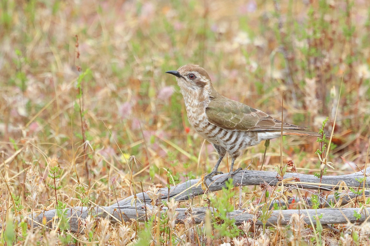 Horsfield's Bronze-Cuckoo - ML645976813