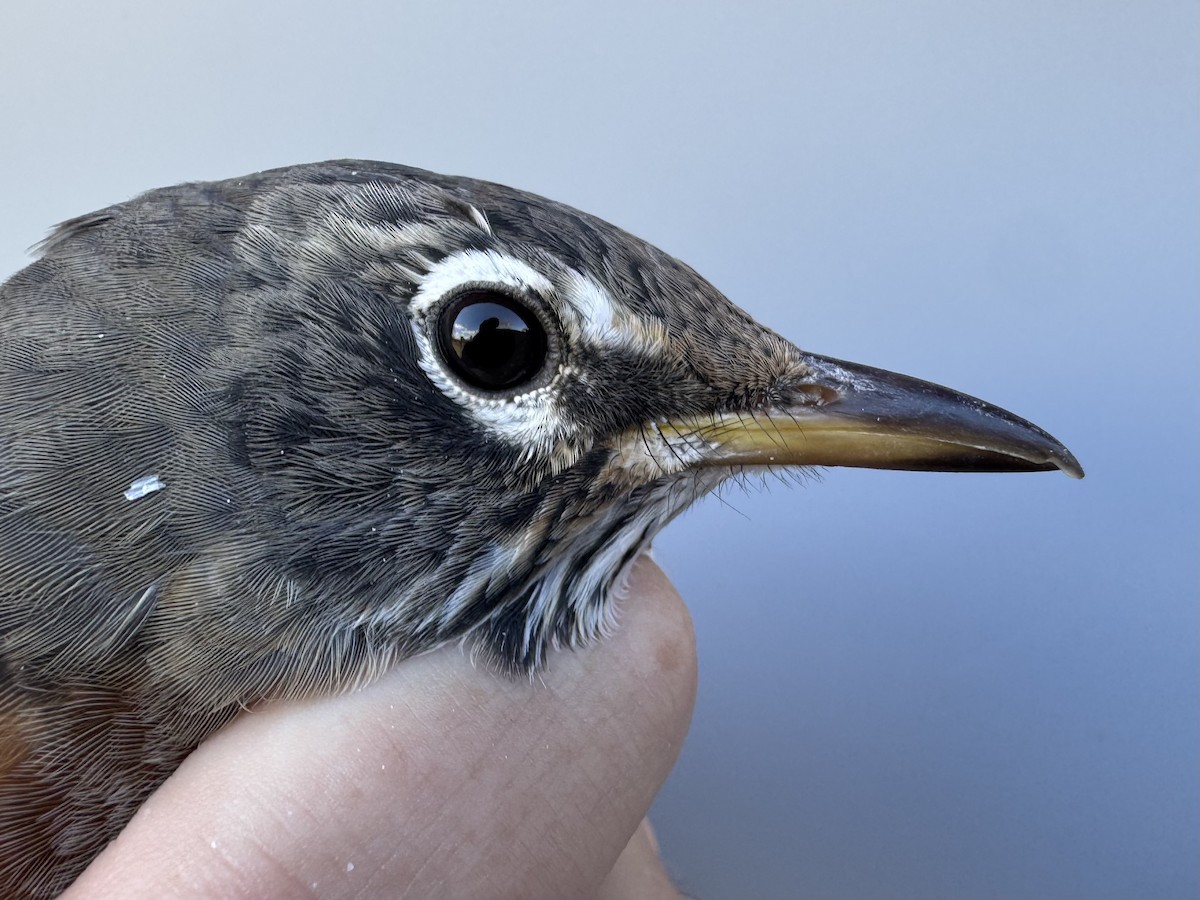 American Robin - ML645976814