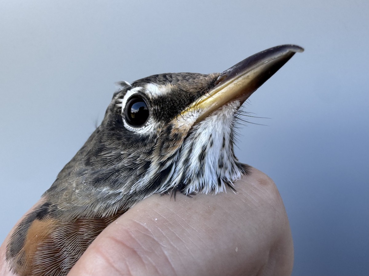 American Robin - ML645976815