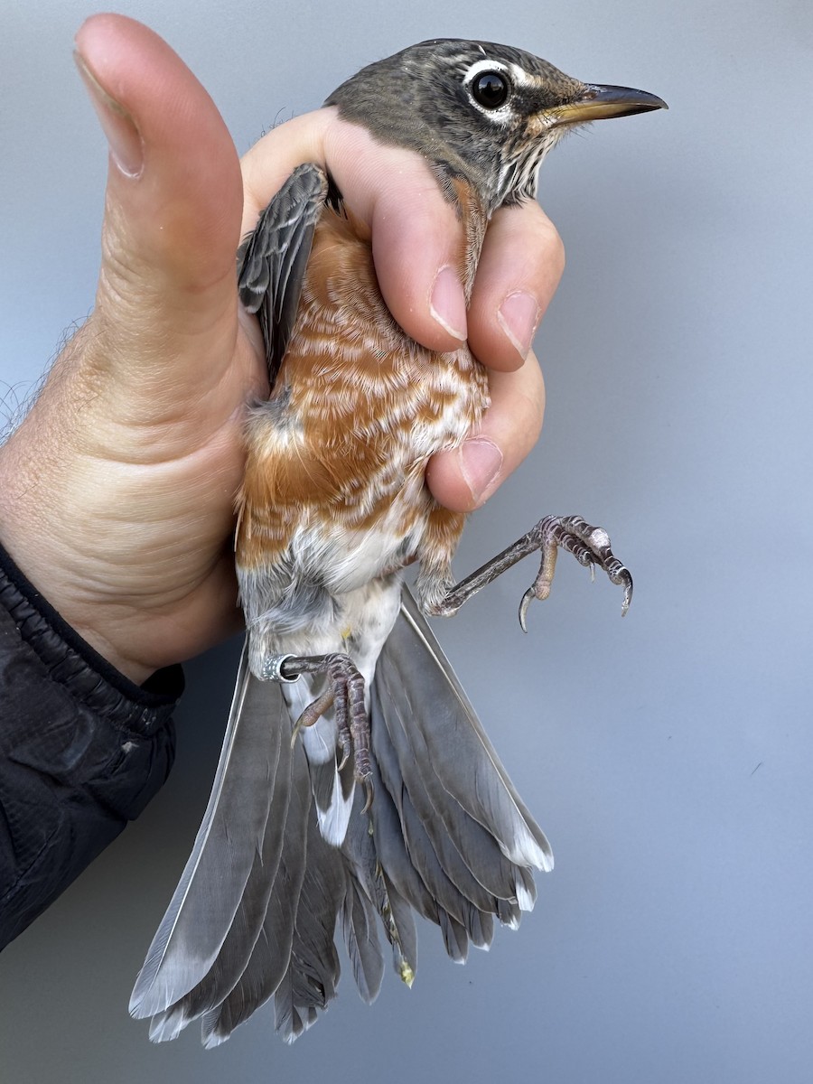 American Robin - ML645976816
