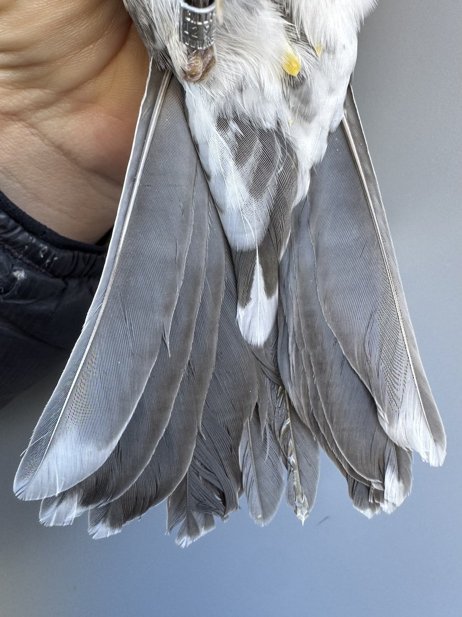 American Robin - ML645976817