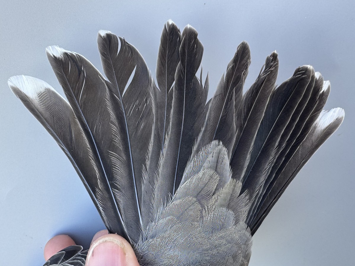 American Robin - ML645976818