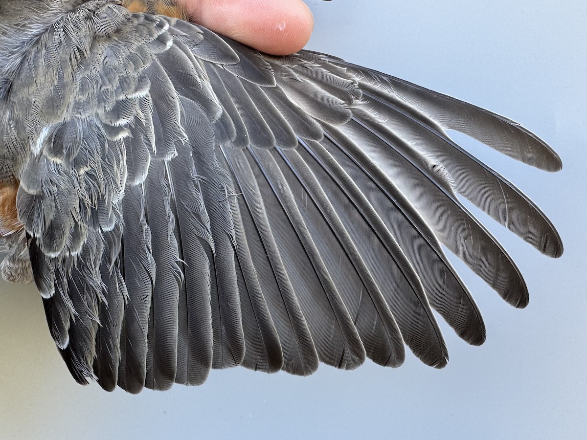 American Robin - ML645976819