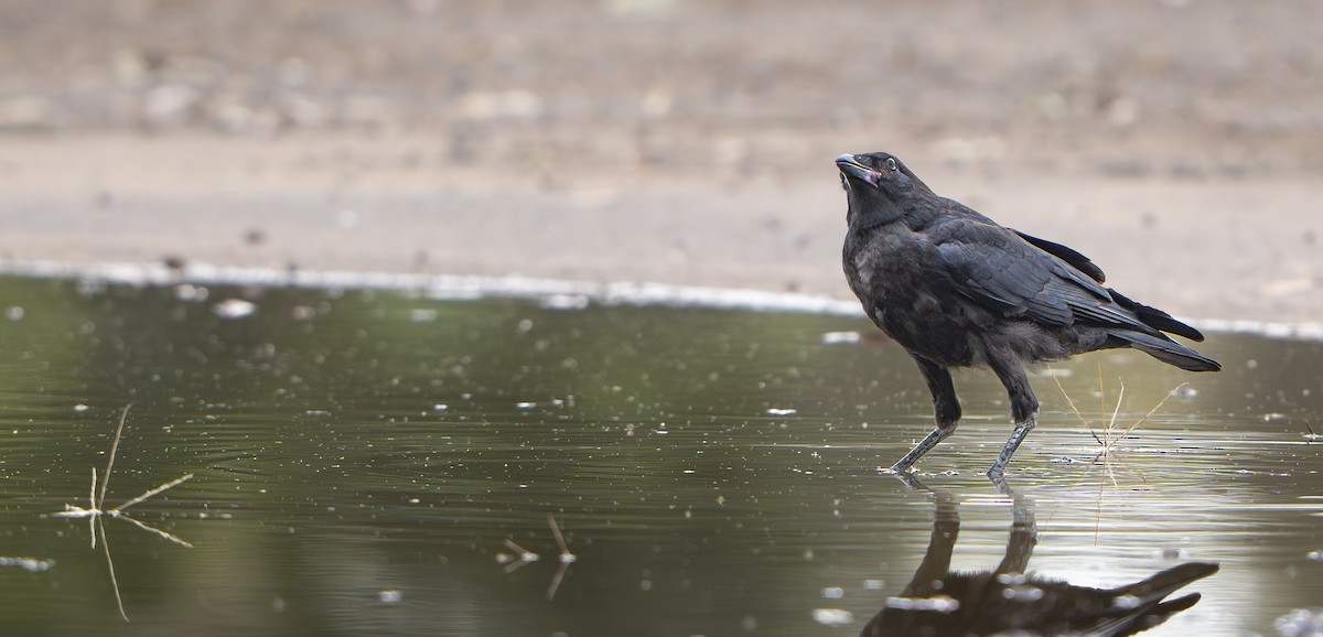 Little Raven - ML645976820