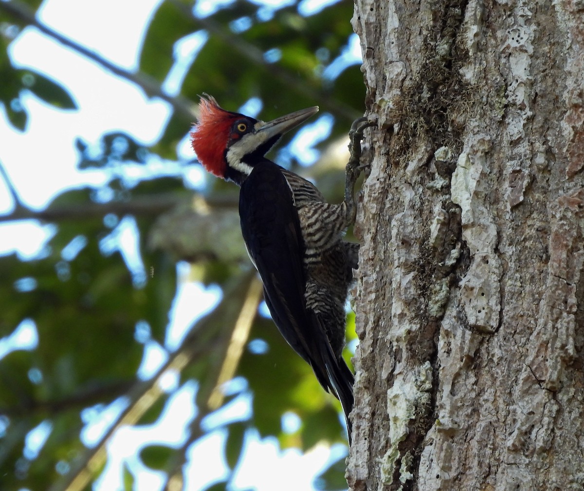 Lineated Woodpecker - ML645976821