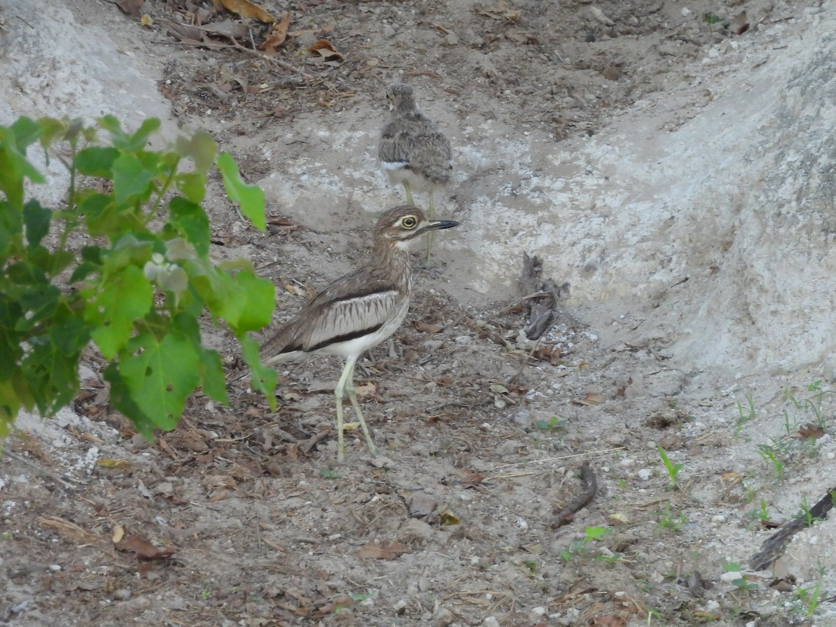 Water Thick-knee - ML645976822