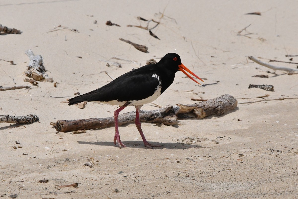 Australausternfischer - ML645976823