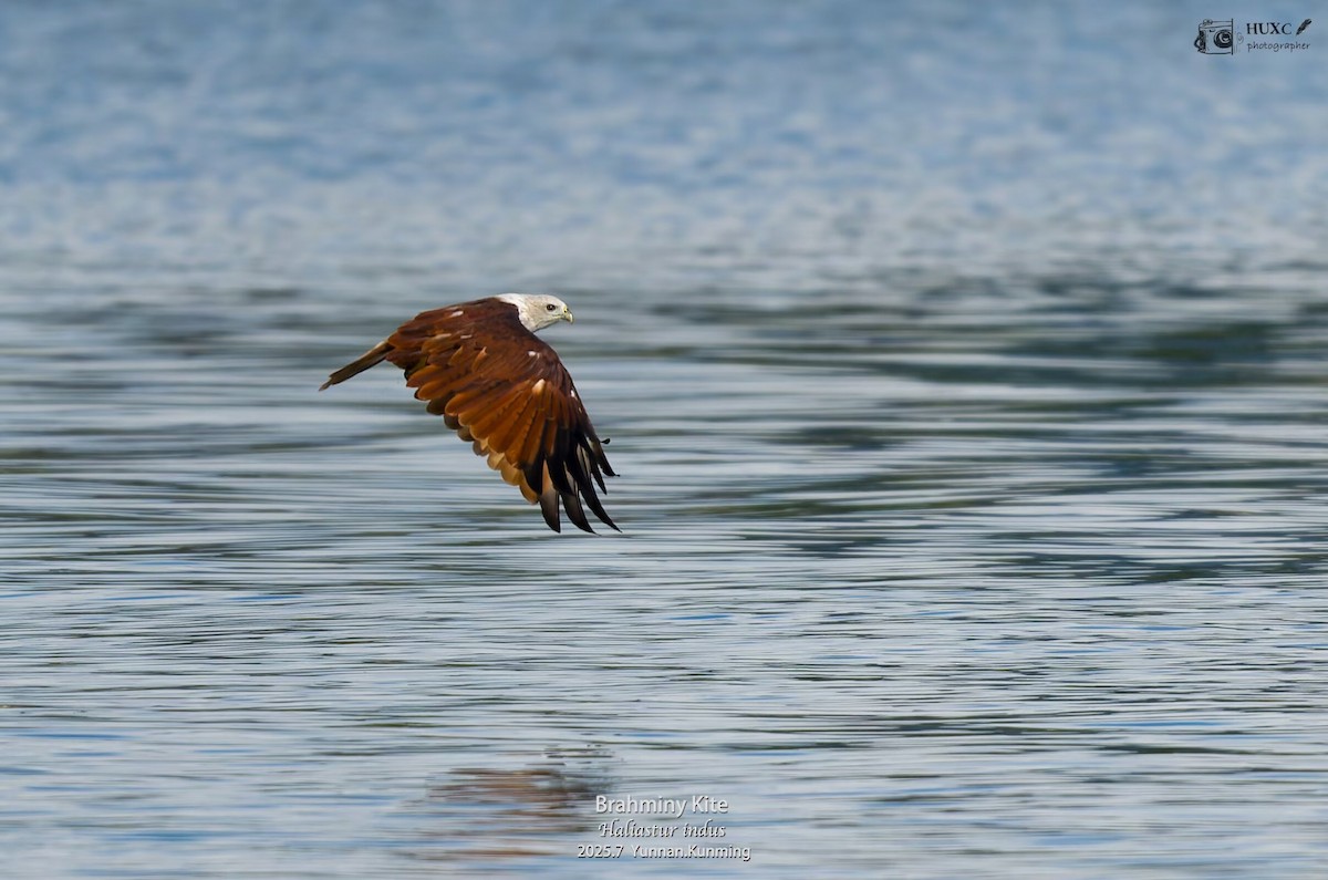 Brahminy Kite - ML645976824