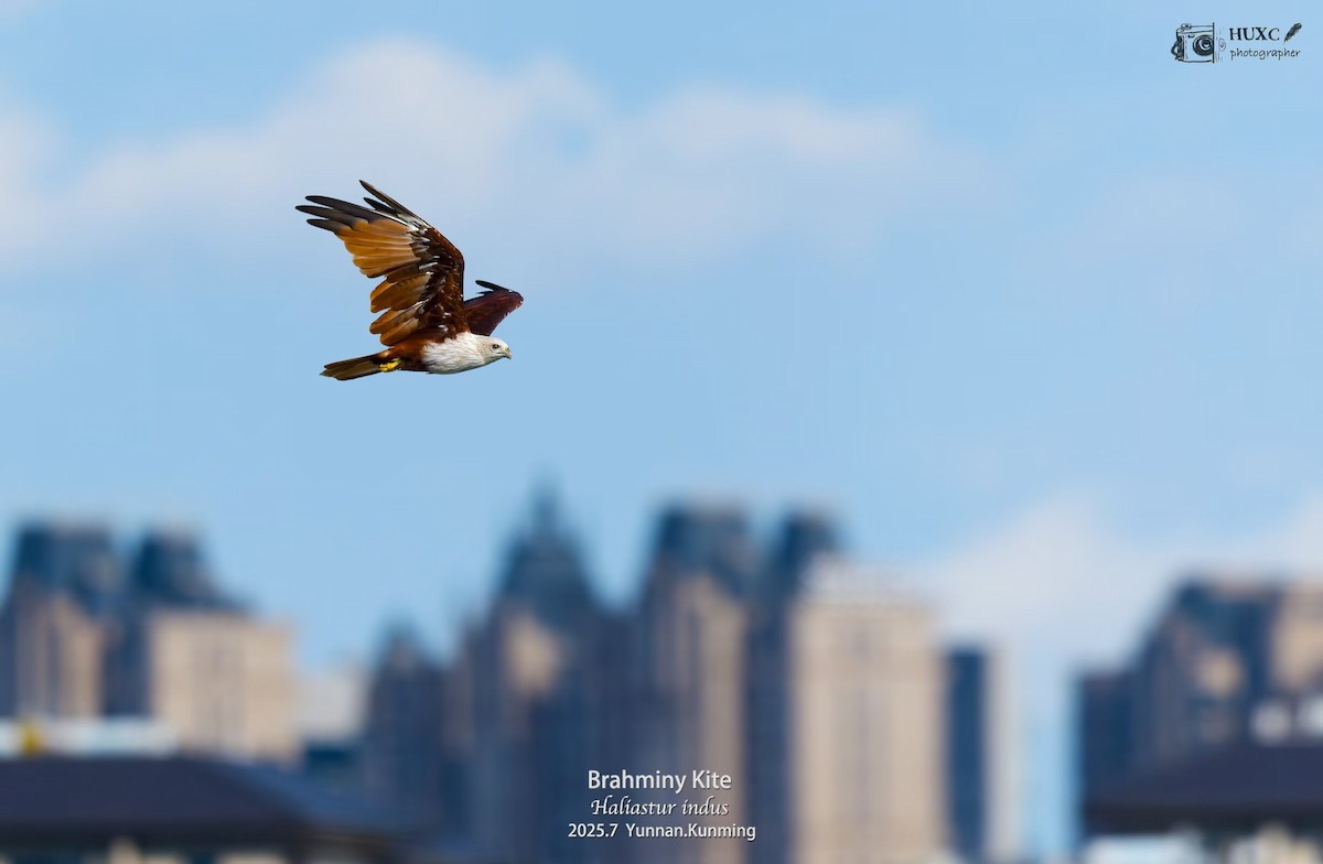 Brahminy Kite - ML645976825
