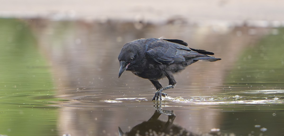 ミナミコワタリガラス - ML645976827