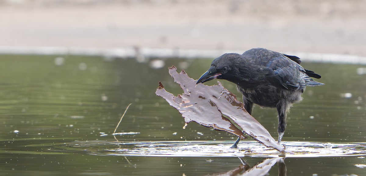 ミナミコワタリガラス - ML645976828