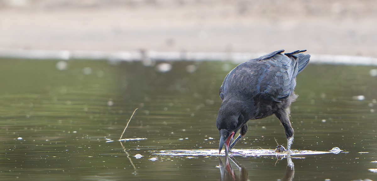 ミナミコワタリガラス - ML645976829