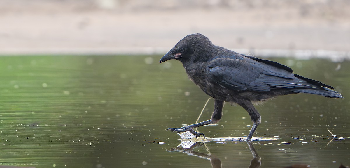 ミナミコワタリガラス - ML645976830