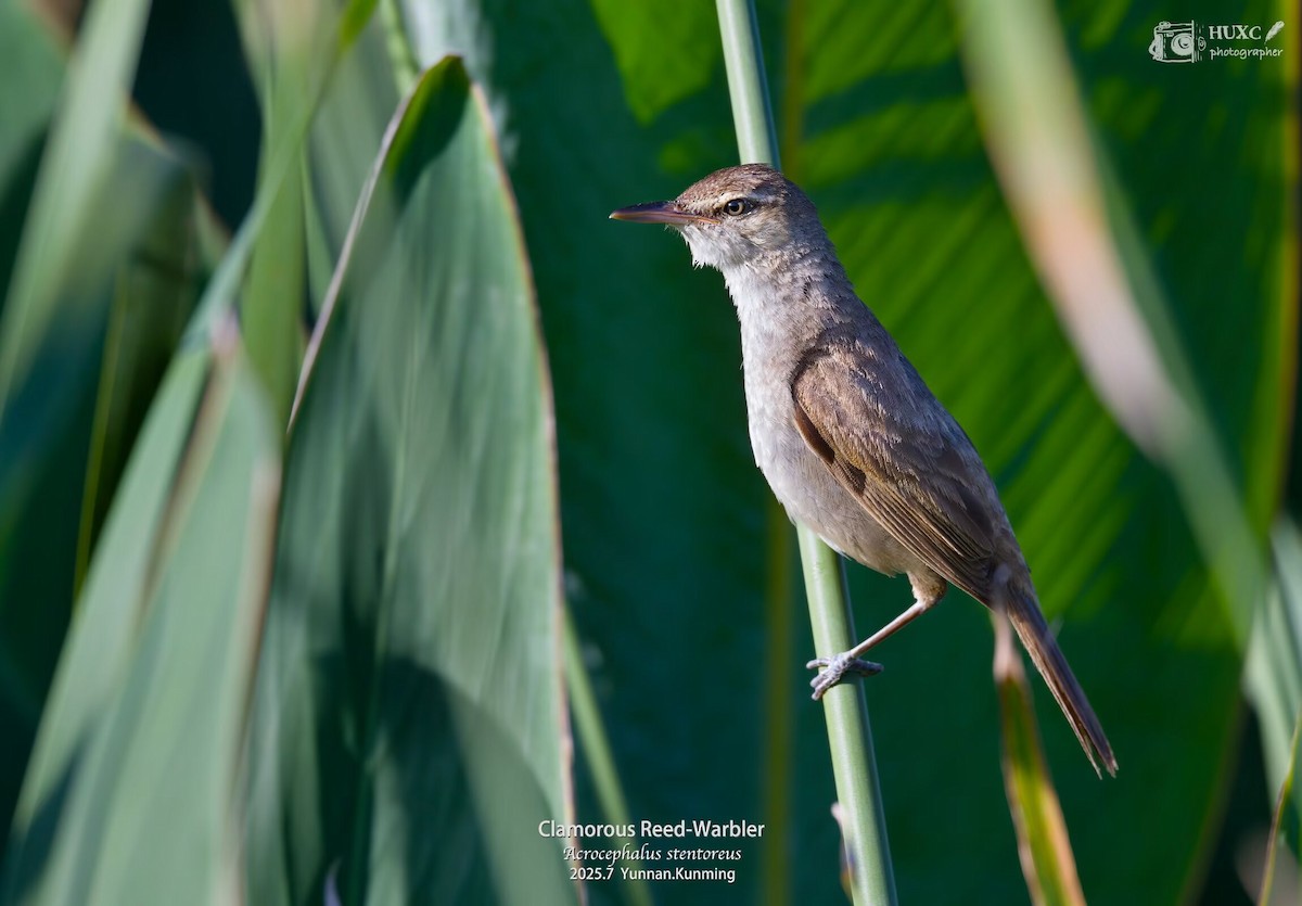Clamorous Reed Warbler - ML645976831
