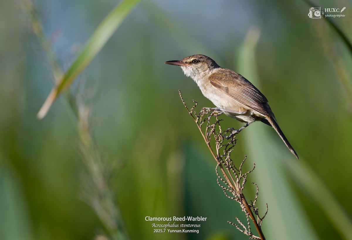 Clamorous Reed Warbler - ML645976832