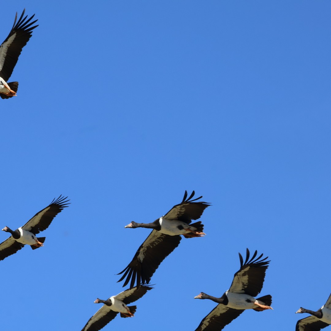 Magpie Goose - ML645976833