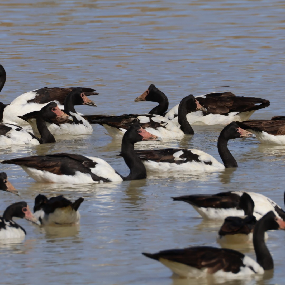 Magpie Goose - ML645976835