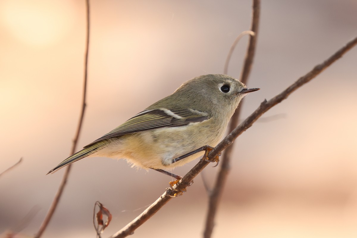 Ruby-crowned Kinglet - ML645976836