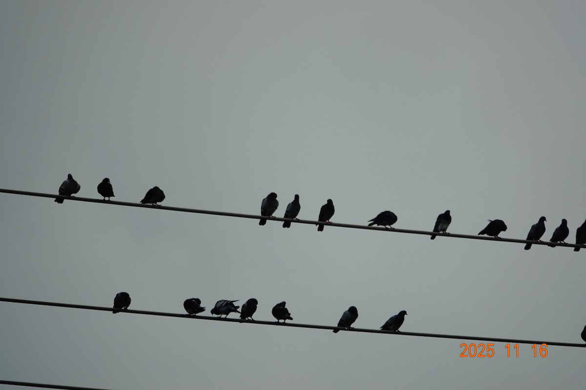 Haitz-usoa (etxekoa) - ML645976840