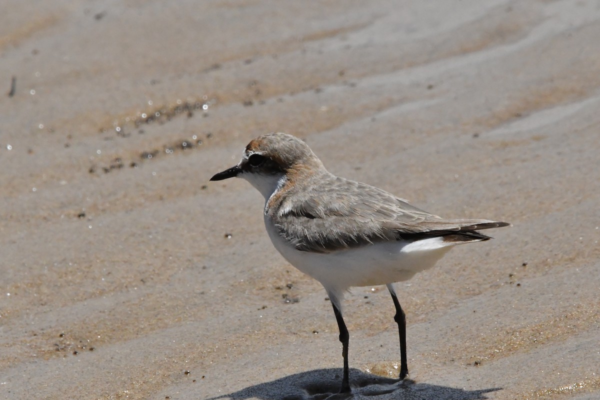 Rotkopf-Regenpfeifer - ML645976842