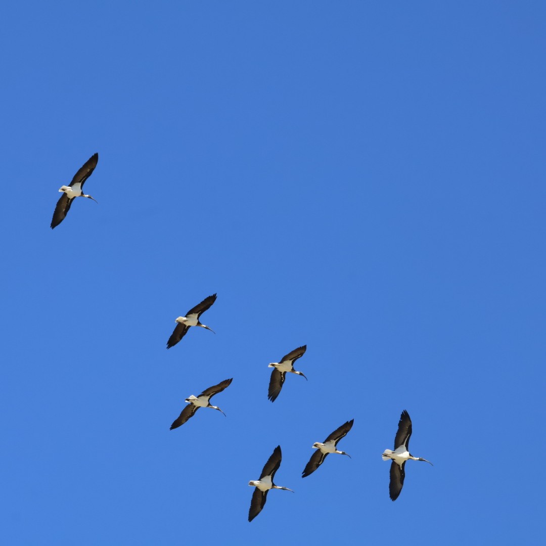 Straw-necked Ibis - ML645976843