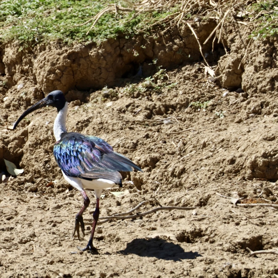 Straw-necked Ibis - ML645976844