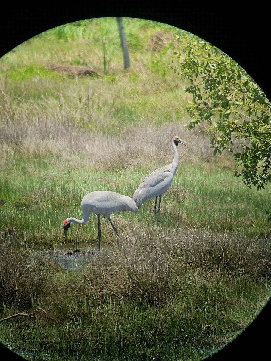 Brolga - ML645976845